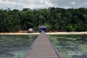 Bertemu Ubur-ubur Langka di Pulau Kakaban