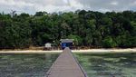 Bertemu Ubur-ubur Langka di Pulau Kakaban
