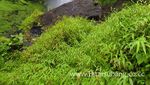 Bertualang ala Indiana Jones di Curug Cileat, Subang