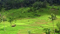 Pemandangan pesawahan menuju Curug Cileat