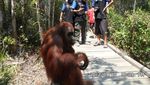 Bertualang di Alam Rimba Tanjung Puting, Mendebarkan!