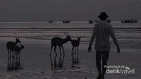 Melewati senja bersama kawanan rusa di pesisir Pantai Pangandaran