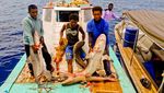 Biadab! Hiu-hiu Raja Ampat Dibantai