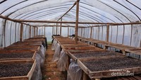 saat kami diajak kekebun salah satu petani kopi gunung puntang