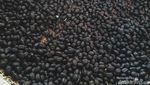 Biar Semangat, Ngopi Dulu di Gunung Puntang