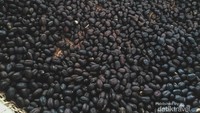 biji kopi yang sudah memasuki proses penjemuran