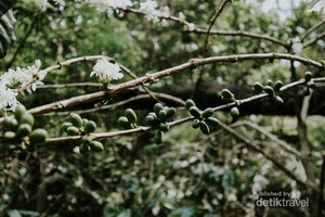 Biar Semangat, Ngopi Dulu di Gunung Puntang