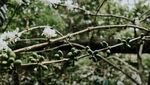 Biar Semangat, Ngopi Dulu di Gunung Puntang