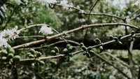 Kopi gunung puntang yang sudah tumbuh