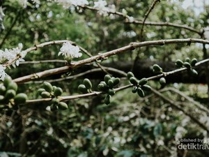Biar Semangat, Ngopi Dulu di Gunung Puntang