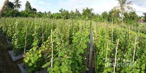 Bikin Kangen Rumah, Cerita dari Meureudu Aceh