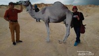 Bagaikan unta di gurun pasir jazirah Arab ya....
