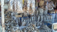 Ikan bilih, khas Danau Singkarak (Putri/detikTravel)