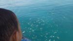 Bisa Banget, Liburan Bareng Buah Hati ke Pulau Pramuka
