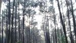 Bisa! Camping di Gunung Pancar Bogor Bareng Keluarga