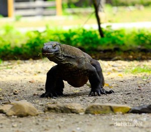 Bisa! Liburan di Pulau Komodo Naik Kapal Phinisi