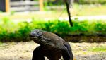 Bisa! Liburan di Pulau Komodo Naik Kapal Phinisi