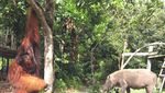 Blusukan Bareng Orangutan & Babi Hutan di Kalimantan Tengah