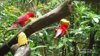 Burung-Burung berwarna merah terang bercampur hitam yang sedang menikmati menotol-notol jagung untuk makan siangnya.