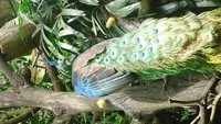 Burung Merak yang sangat mempesona.