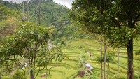 Pemandangan Hijau Sejauh Mata Memandang