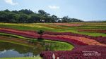 Bogor Rasa Belanda, Penasaran?