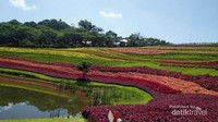 Flower Hills dipenuhi bunga-bunga dan tumbuhan berwarna warni yang cantik