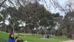 Bonython Park, Tempat Nongkrong Gratis di Adelaide