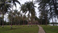 Pohon kelapa di Pantai Sei bakau