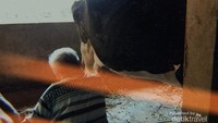 Di Boyolali kita bisa belajar memerah sapi
