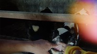 Melihat lebih dekat peternakan dan cara merawat sapi