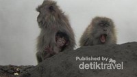 Di Plawangan Sembalun, Gunung Rinjani, cuaca terasa begitu dingin. Jangankan manusia, monyet liar di kawasan ini pun menggigil. Tingkah polah mereka menghangatkan diri, jadi hiburan tersendiri untuk para pendaki gunung.