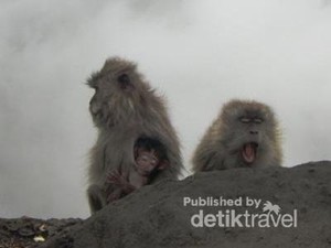 Brrr! Monyet Juga Kedinginan di Rinjani