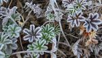 Brrr! Salju Turun di Ranu Kumbolo