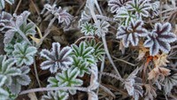 Dedaunan berlapis es di Ranu Kumbolo