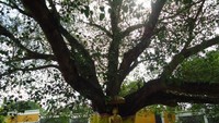 Pohon Bodhi yang di tanam pada tahun 1955 terdapat patung Buddha di bawahnya