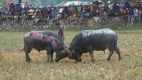 Mapusilaga Tedong atau Adu Kerbau merupakan salah satu acara adat Rambu Solok di Tana Toraja. Kalau kamu pernah lihat Adu Domba di Garut, kamu mesti lihat Adu Kerbau di Toraja.