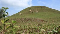Seperti perbukitan di Austria dengan domba-dombanya.