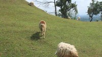 Domba-domba yang asyik merumput