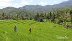 Bukan Bali, Ini Teras Sawah di Trenggalek