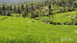 Bukan Bali, Ini Teras Sawah di Trenggalek