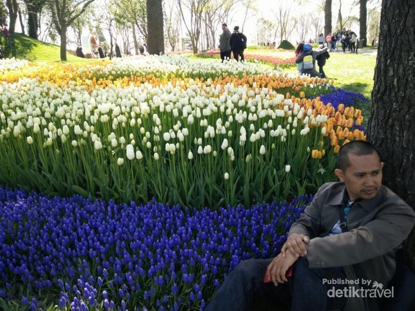 Bukan Belanda Aslinya Bunga Tulip Dari Negara Ini