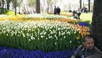 Bukan Belanda, Aslinya Bunga Tulip dari Negara Ini