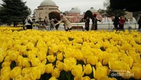Bunga tulip di Emirgran Park, Turki.