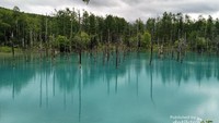 Blue Pond, telaga cantik berwarna biru di Biei, Hokkaido