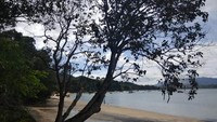 Teduh dan rindang pepohonan di tepian Pantai Pasir Hitam