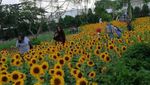 Bukan Changi, Ini Taman Bunga Matahari Bandung