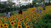 bisa juga jadi tempat untuk poto prewedding juga yah kann di sana