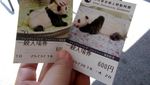 Bukan China, Ini Panda Raksasa di Jepang