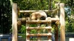 Bukan China, Ini Panda Raksasa di Jepang